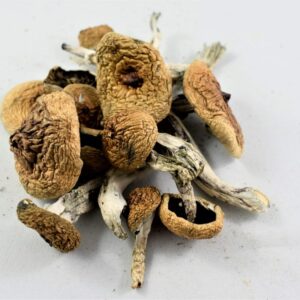 Psilocybe Cubensis A+