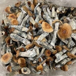 buy Wavy Caps mushrooms Online