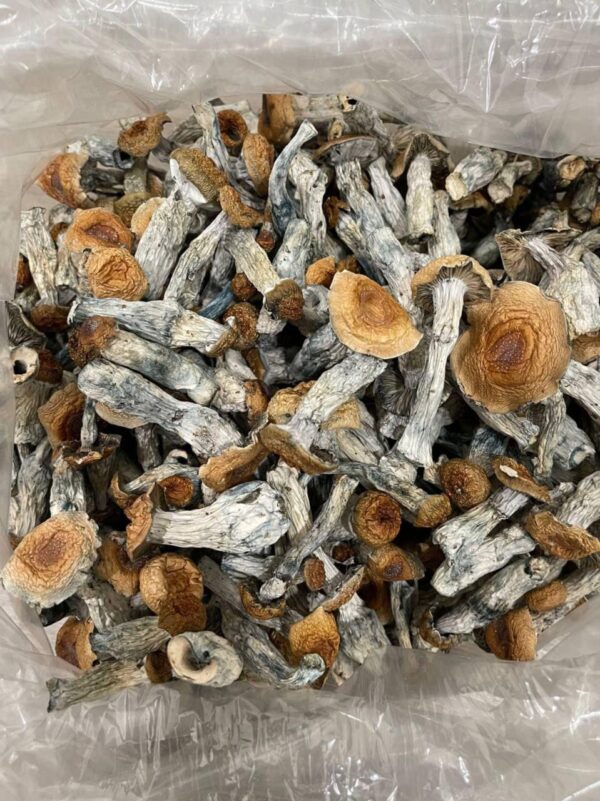 buy Wavy Caps mushrooms Online