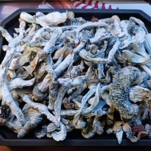 psilocybin cubensis for sale