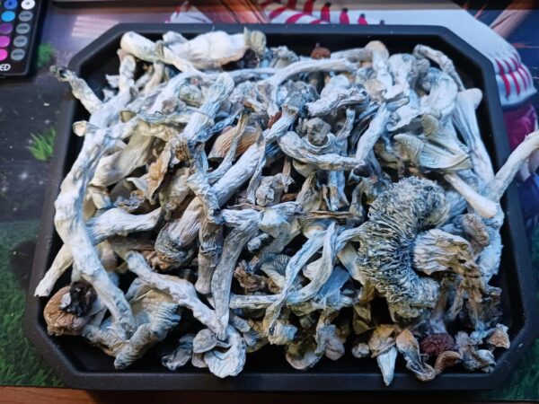 psilocybin cubensis for sale