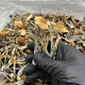 Buy Psilocybin azurescens